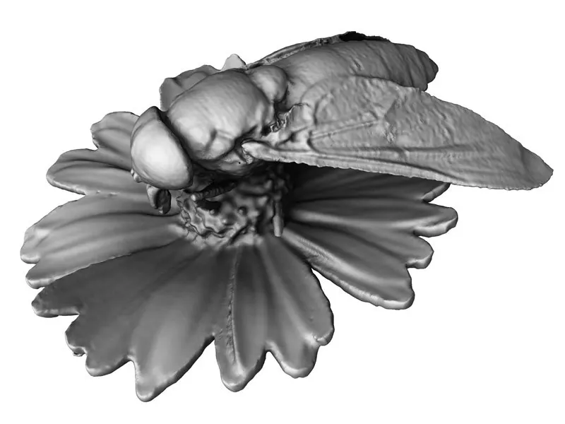 Fly on Daisy Solutionix Europac 3D