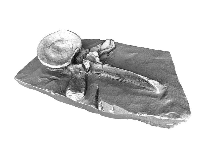 Plesiosaur Artec Eva Europac 3D